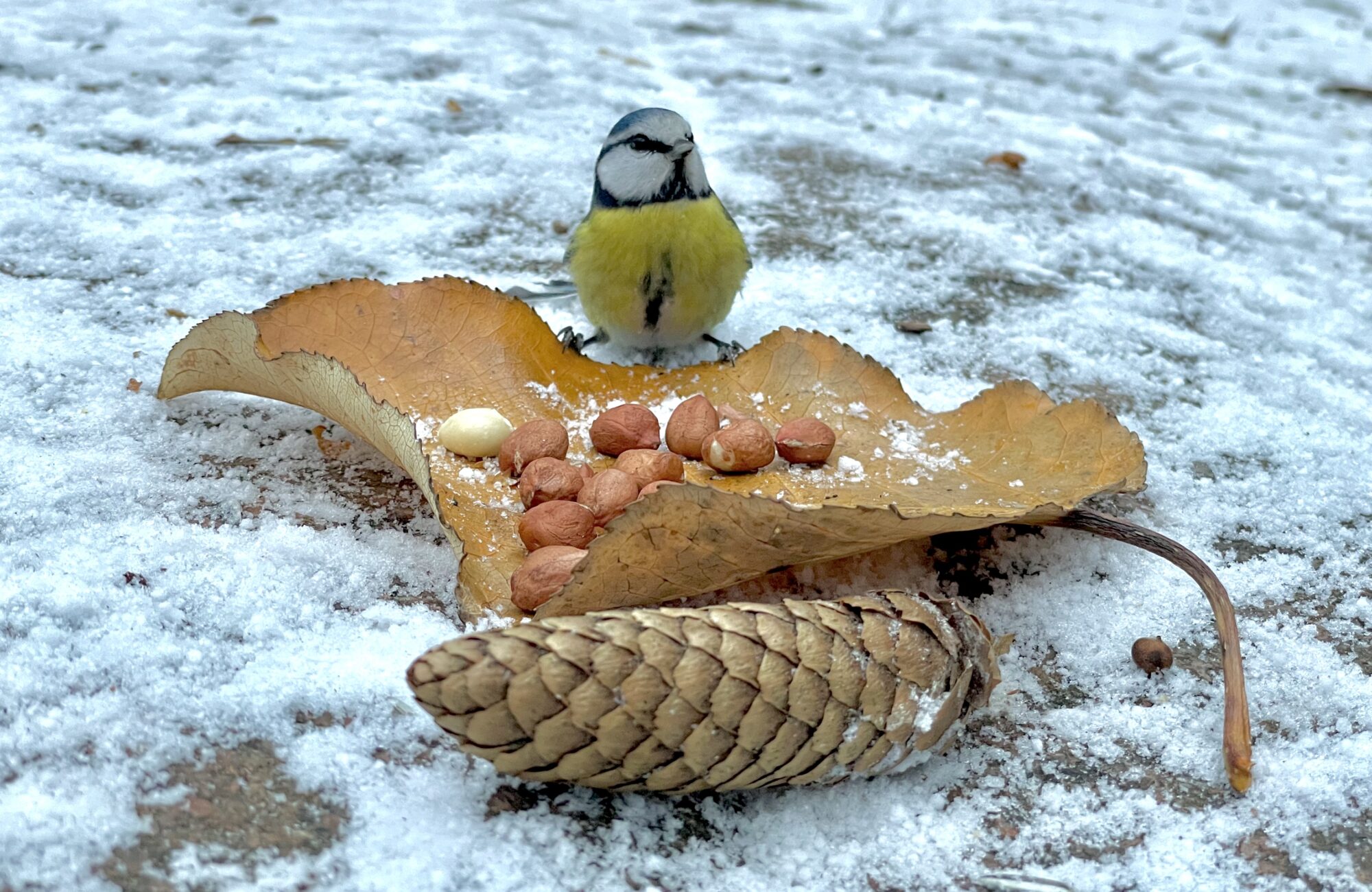 Valokuvaaja: Juhani Peltonen