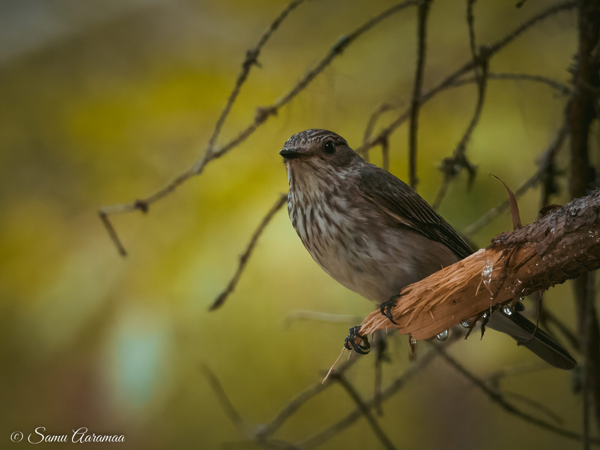 Valokuvaaja: Samu Aaramaa