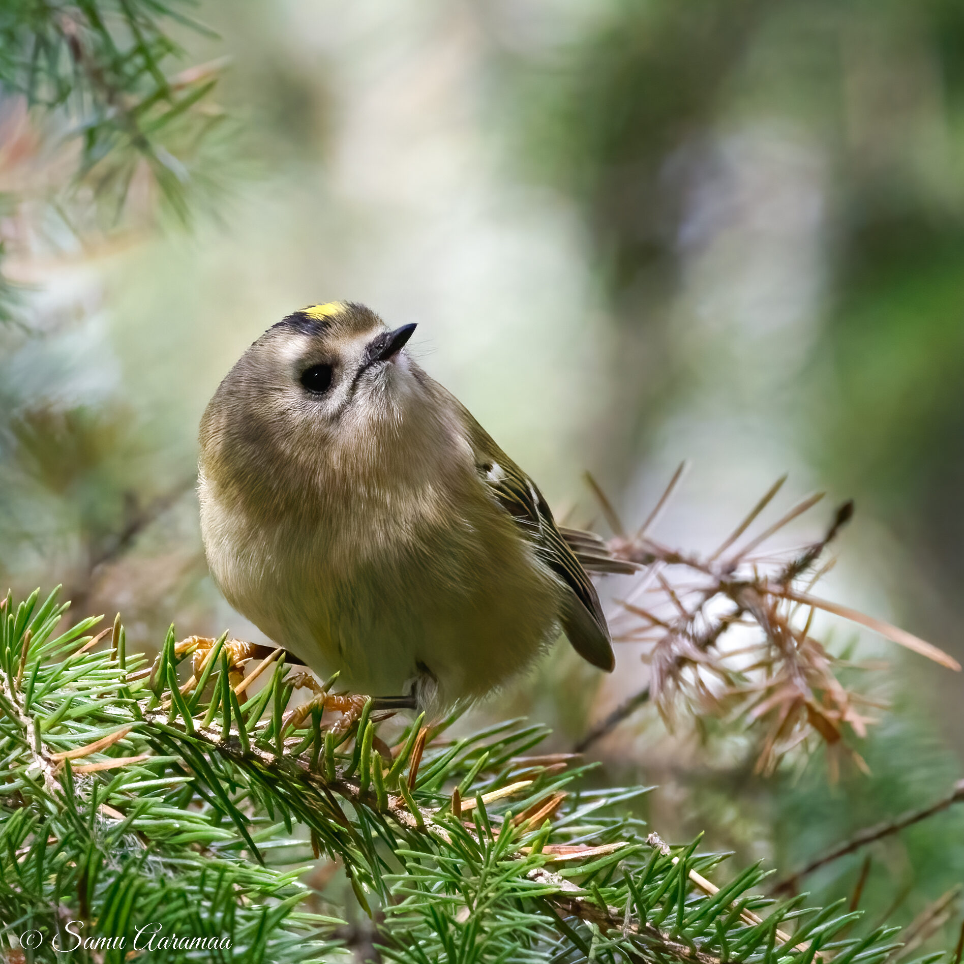 Valokuvaaja: Samu Aaramaa
