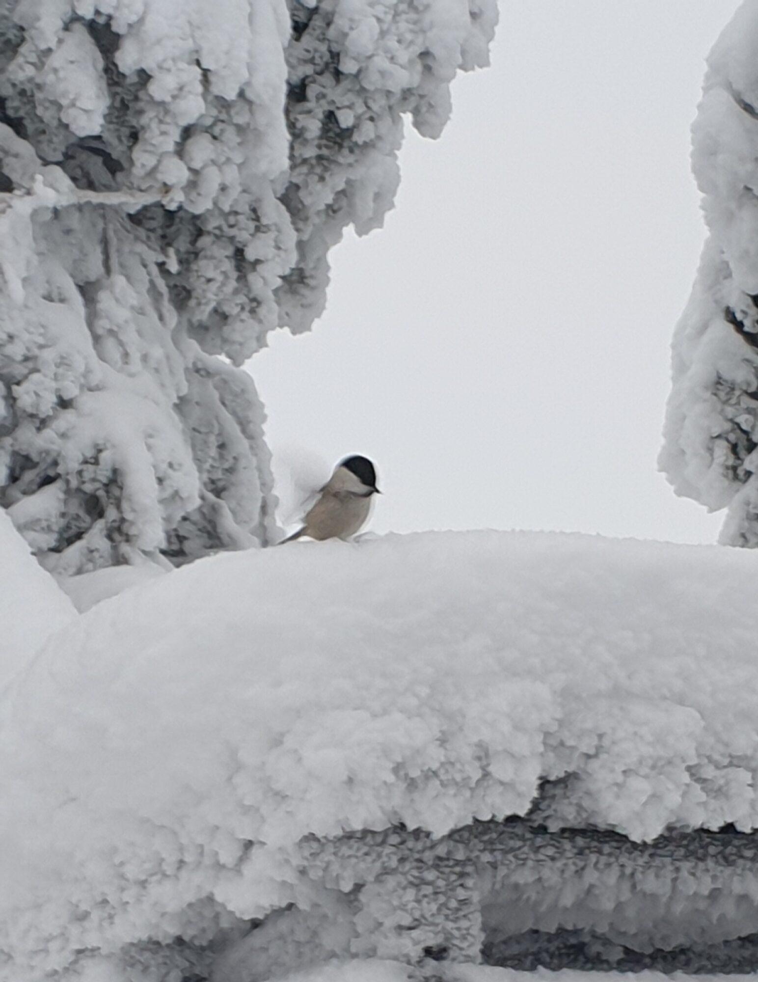 Valokuvaaja: Anu Lapinlampi Valokuvaaja: Anu Lapinlampi