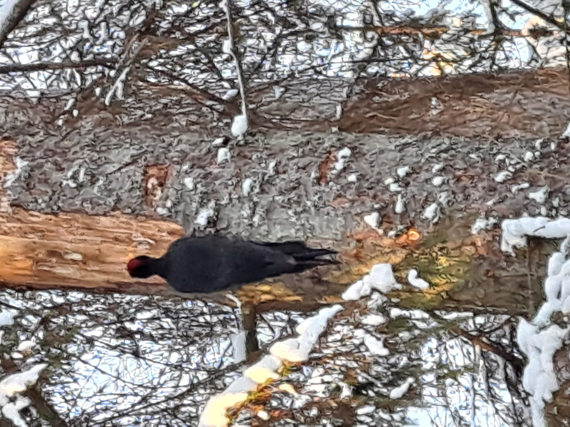 Valokuvaaja: Satu Suuntala