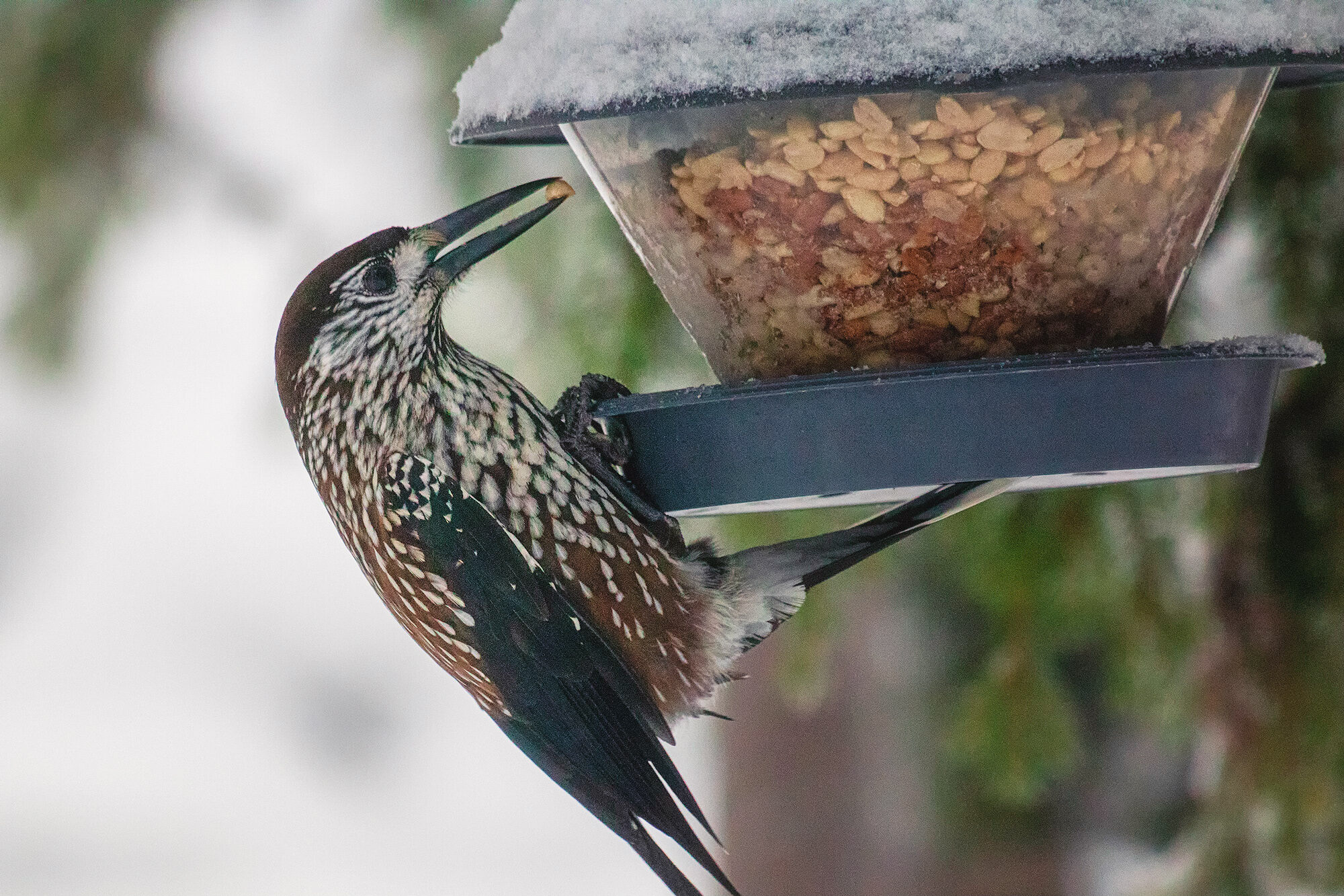 Valokuvaaja: Kimmo Sääskilahti