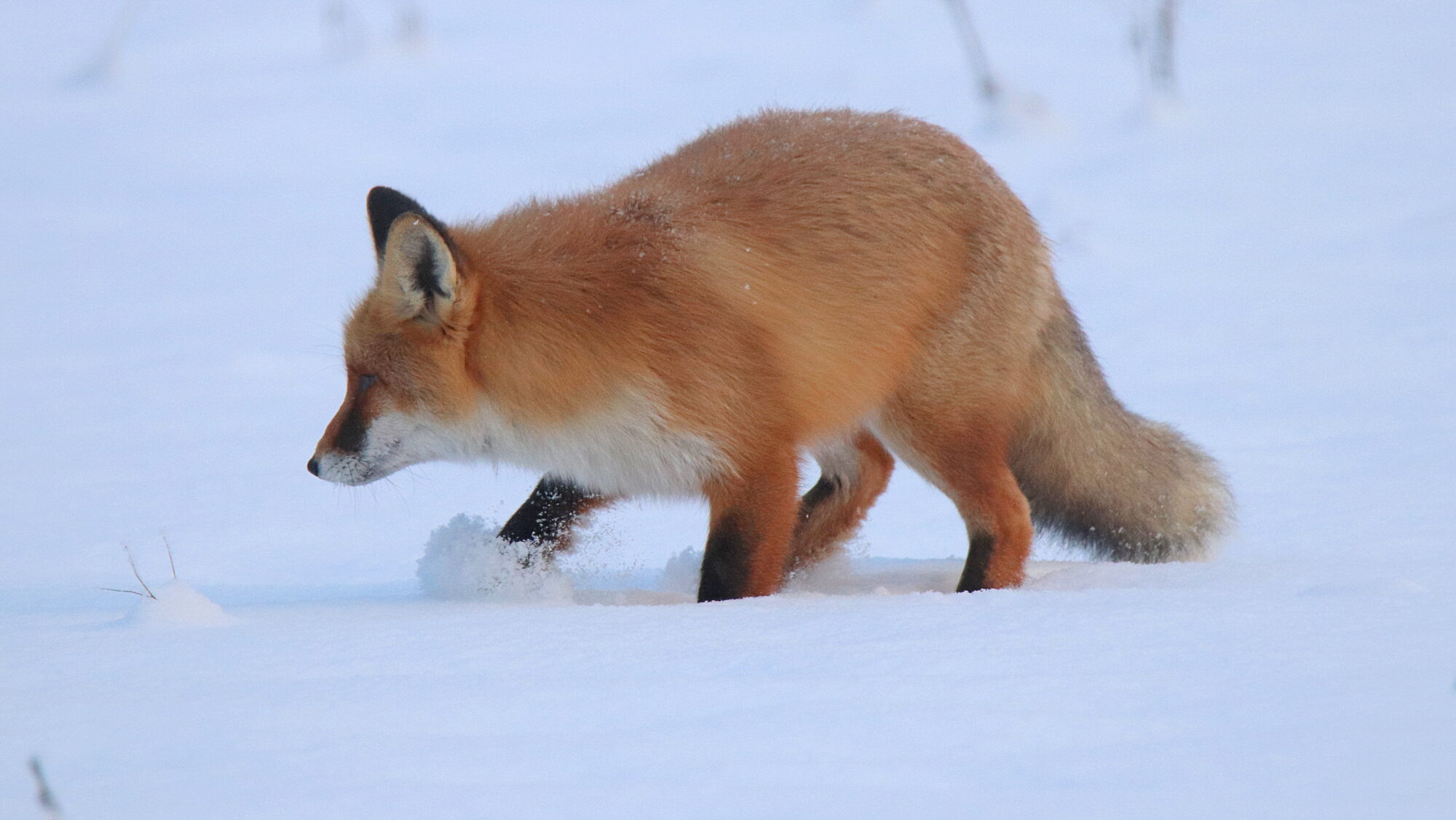 Valokuvaaja: sirpa Jyske