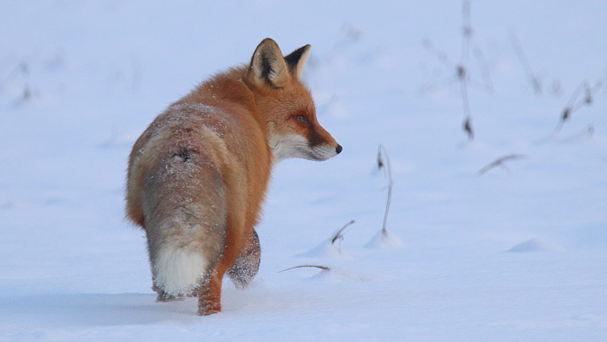 Valokuvaaja: sirpa Jyske