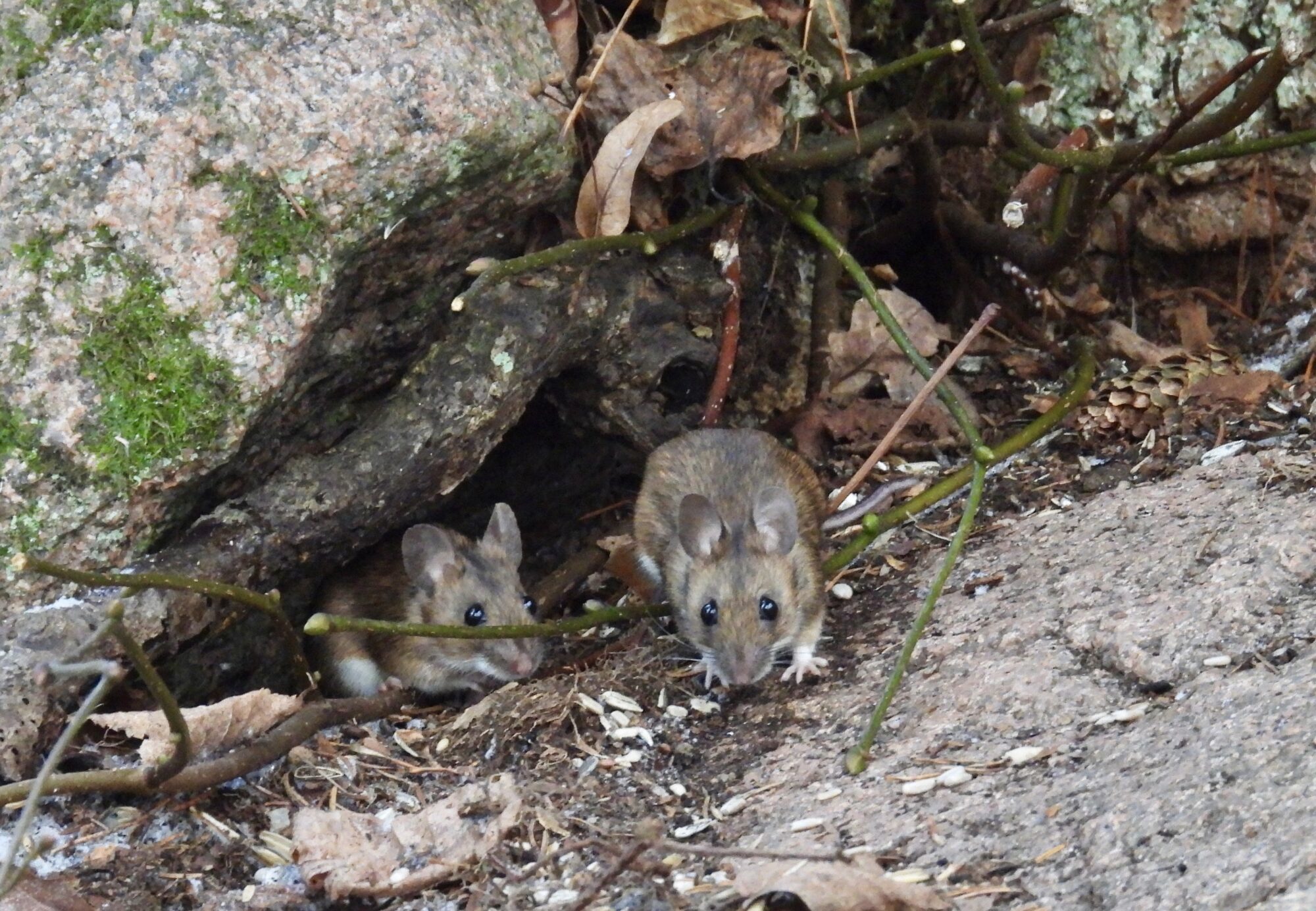 Valokuvaaja: Juhani Peltonen