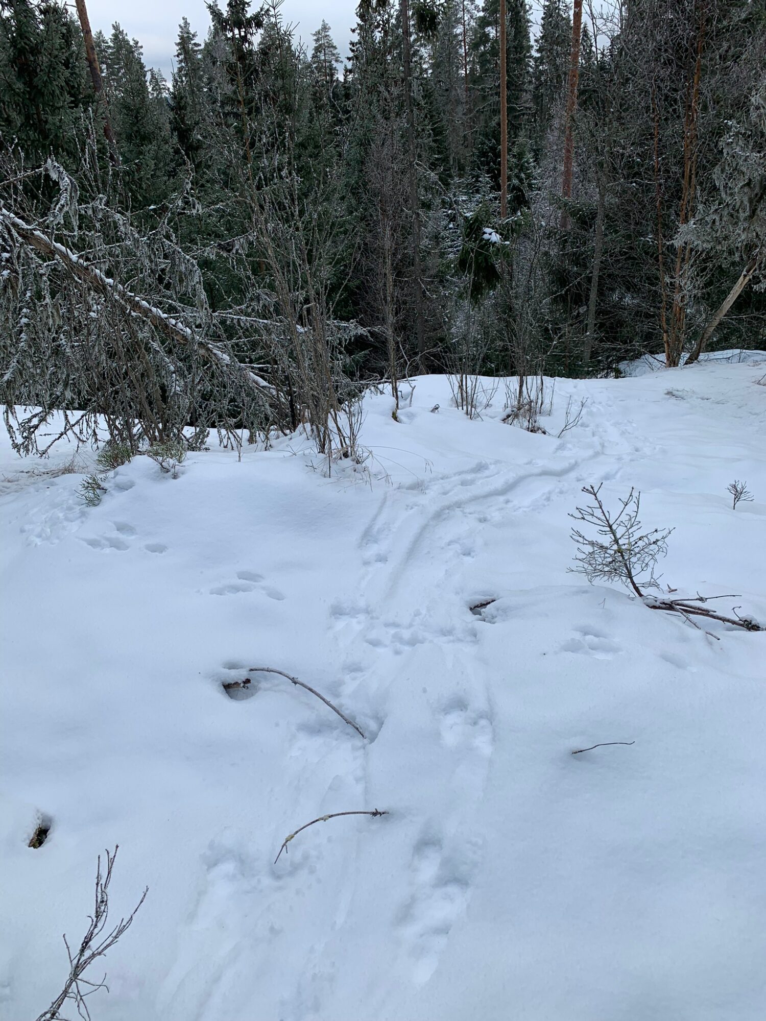 Valokuvaaja: Anniina Kyrkkö Valokuvaaja: Anniina Kyrkkö