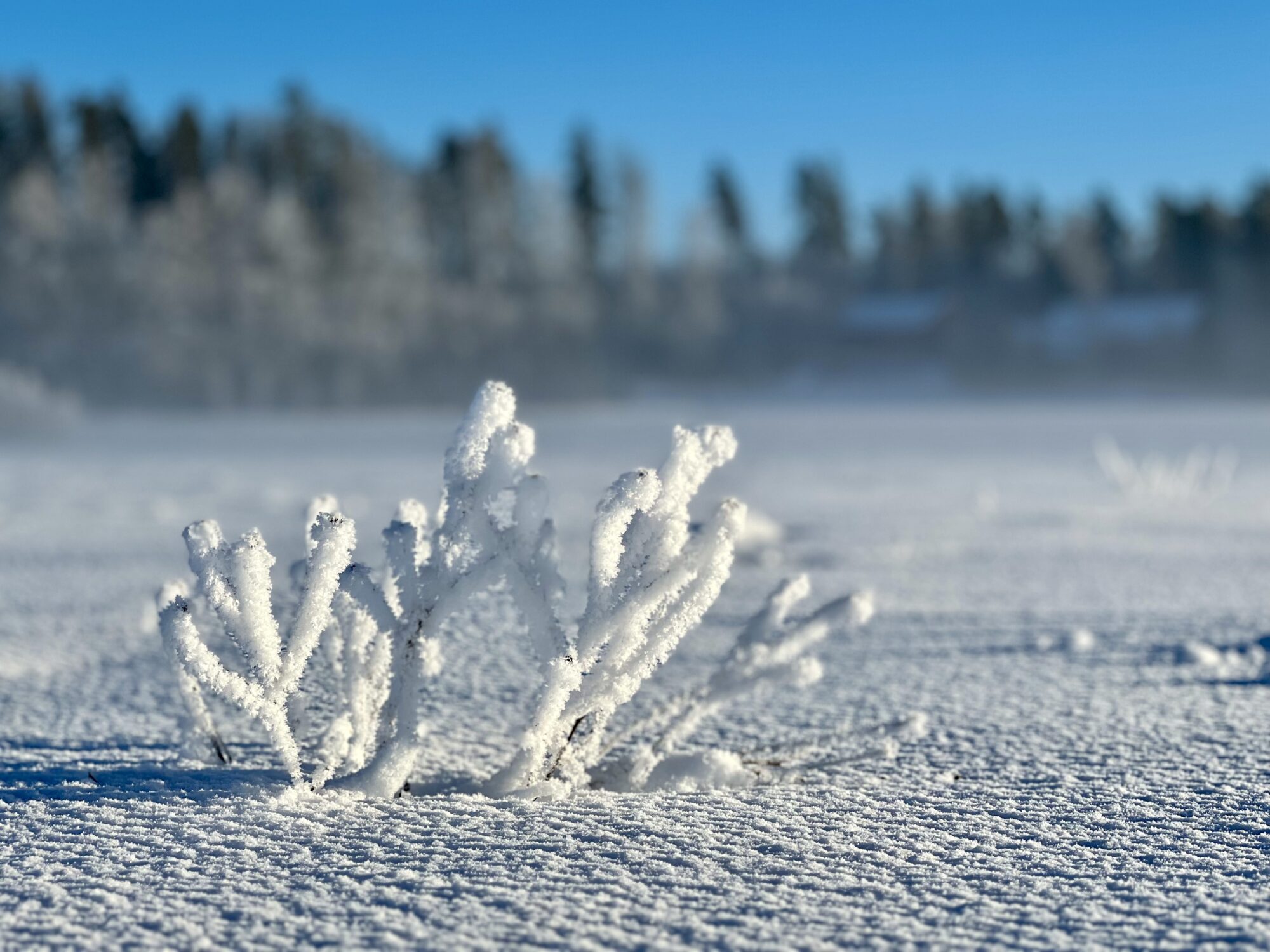 Valokuvaaja: Anne Patana Valokuvaaja: Anne Patana