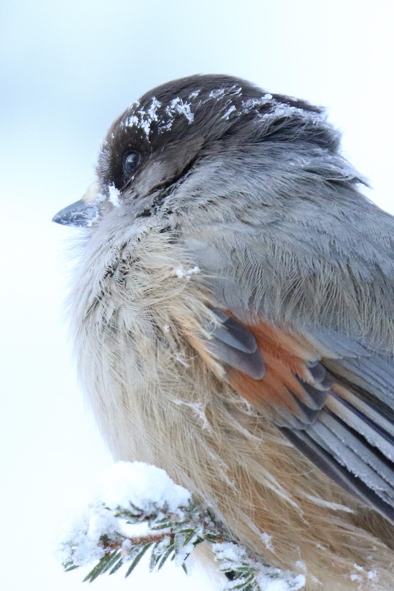 Valokuvaaja: Mikko Siikavesi