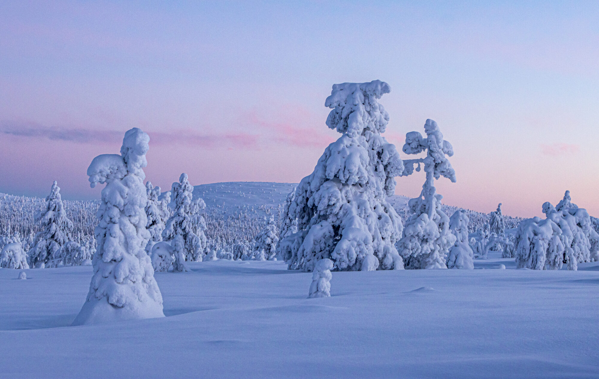 Valokuvaaja: Katri Niskanen
