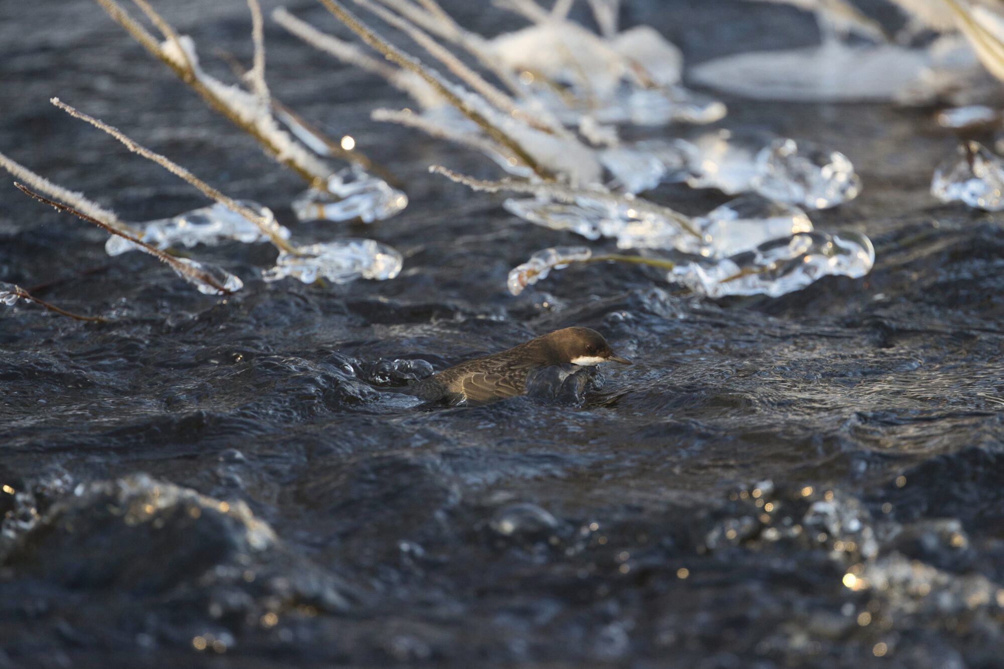 Valokuvaaja: Ari Branthin