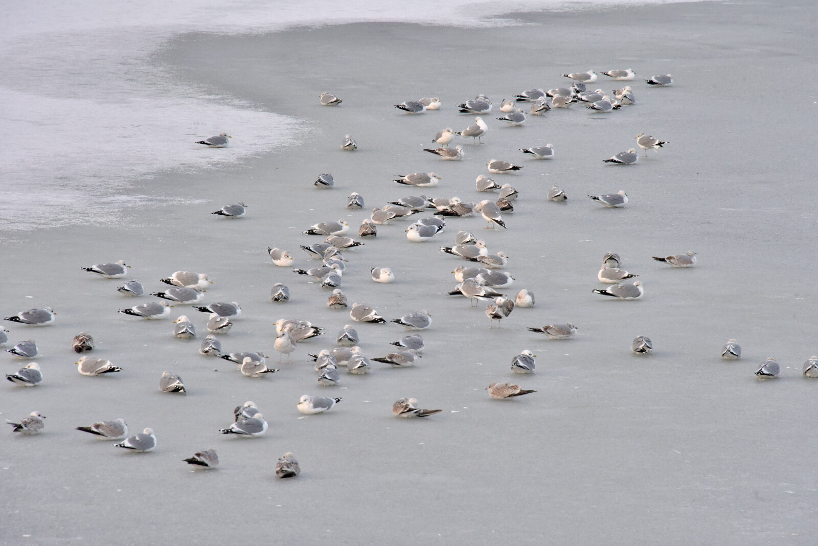 Valokuvaaja: Reijo Juurinen Valokuvaaja: Reijo Juurinen