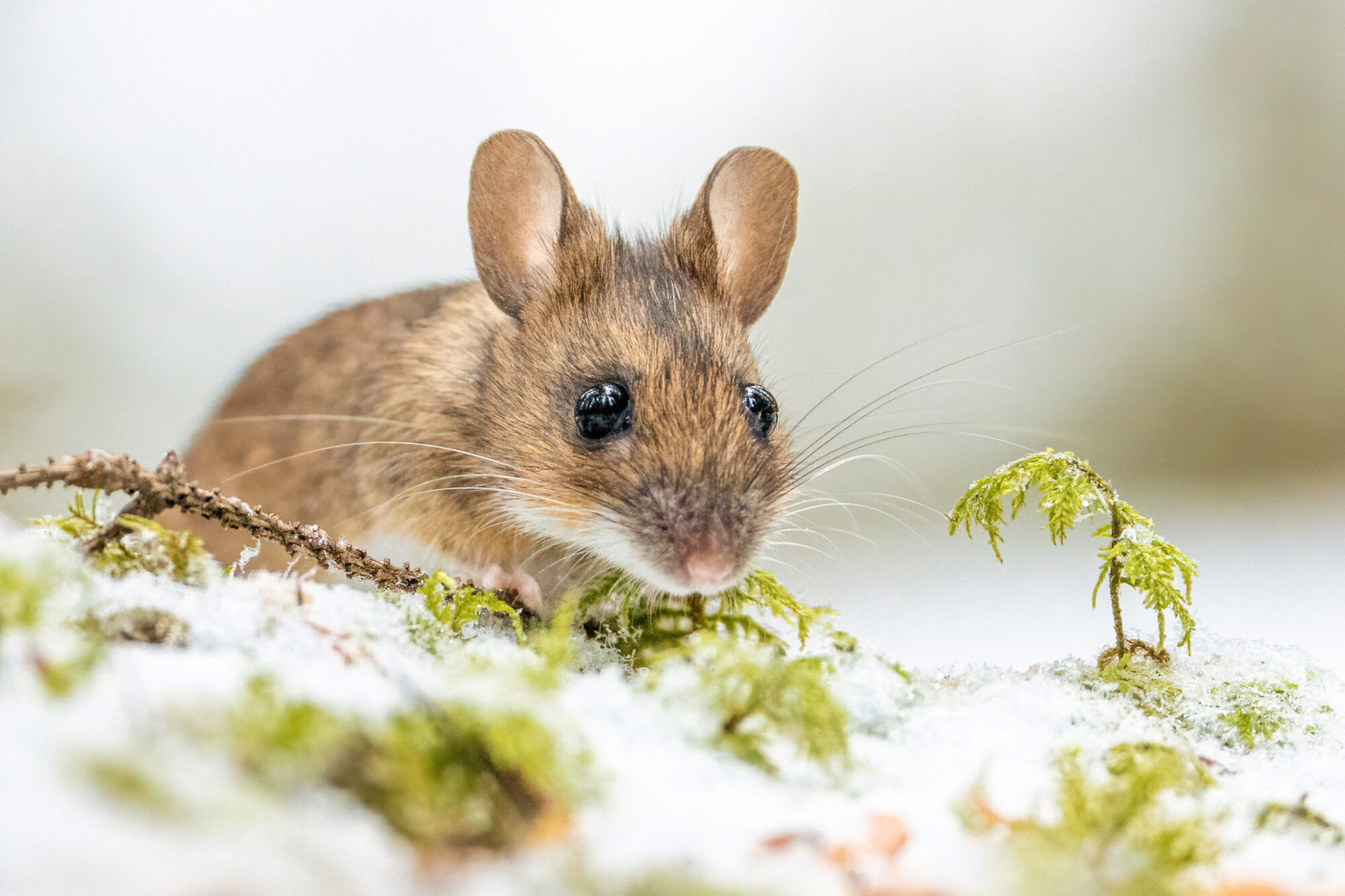 Valokuvaaja: Toni Pälli