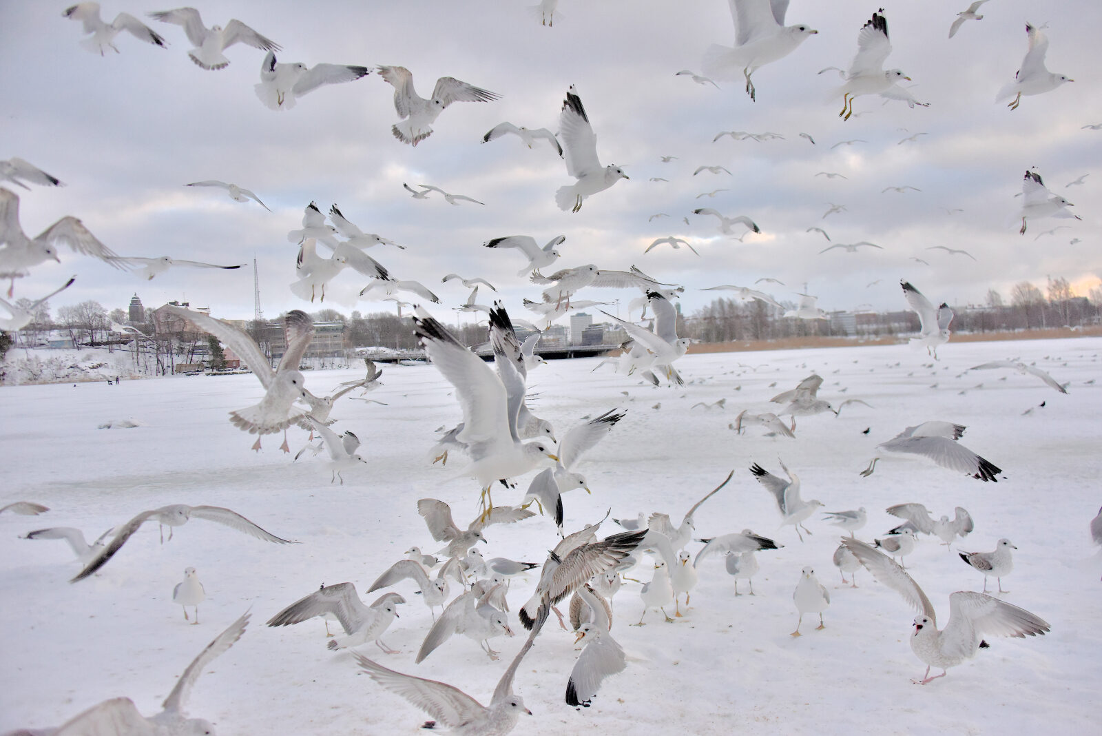 Valokuvaaja: Reijo Juurinen Valokuvaaja: Reijo Juurinen