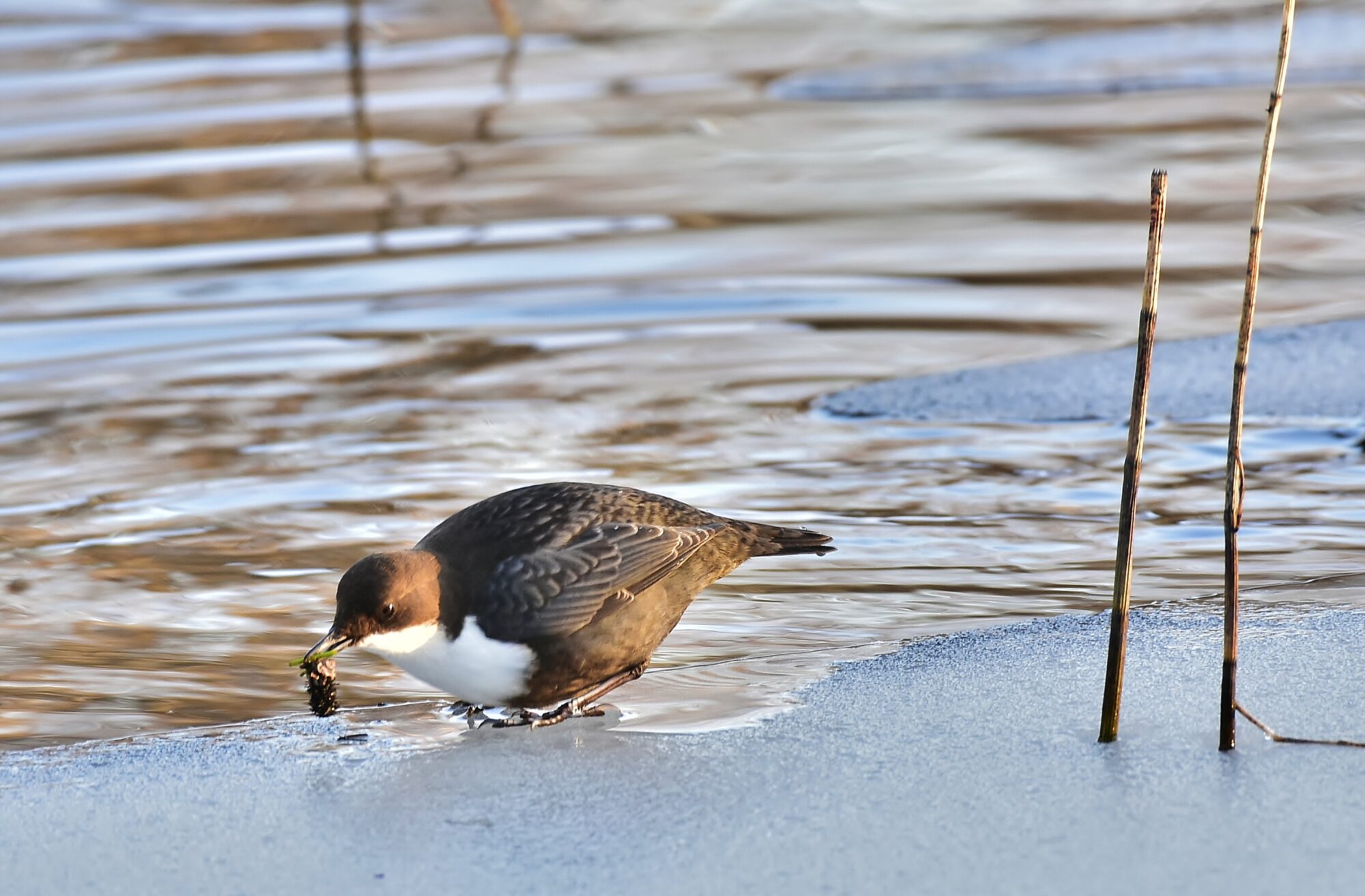 Valokuvaaja: Markku Pelkonen