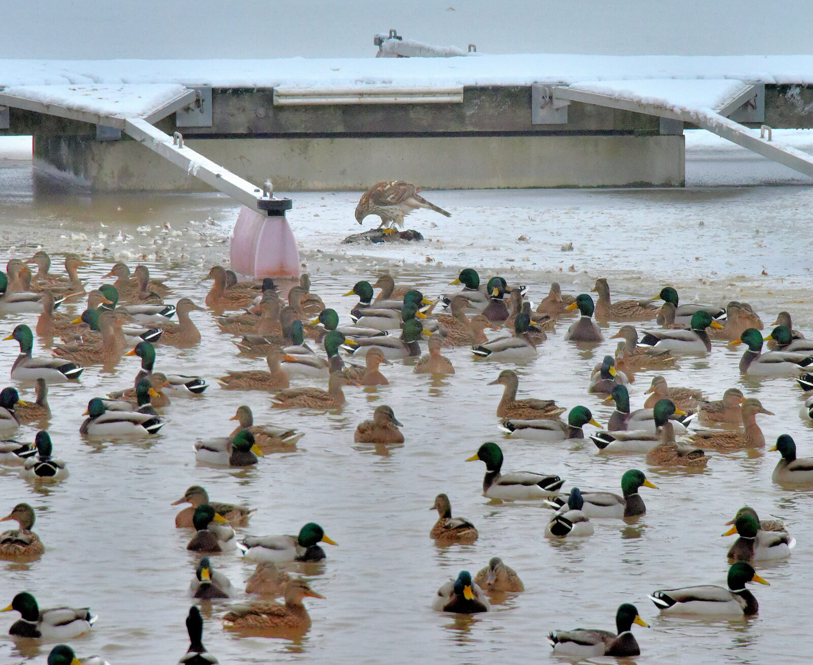 Valokuvaaja: Reijo Juurinen Valokuvaaja: Reijo Juurinen
