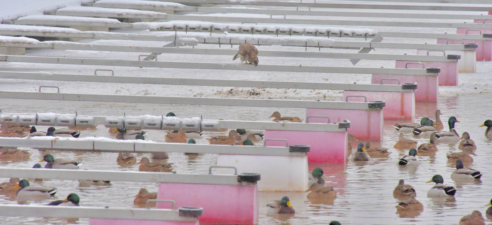 Valokuvaaja: Reijo Juurinen