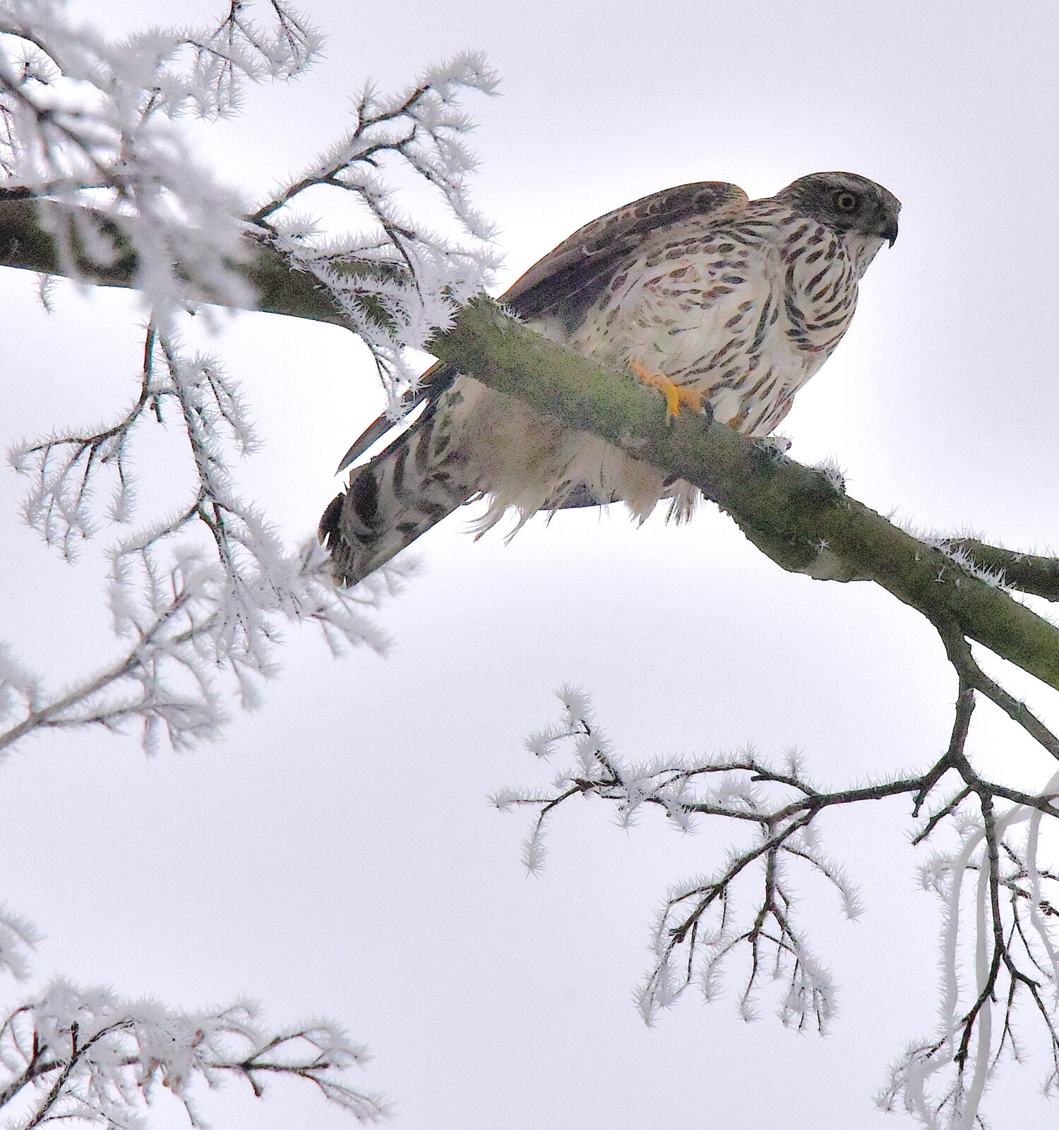 Valokuvaaja: Reijo Juurinen