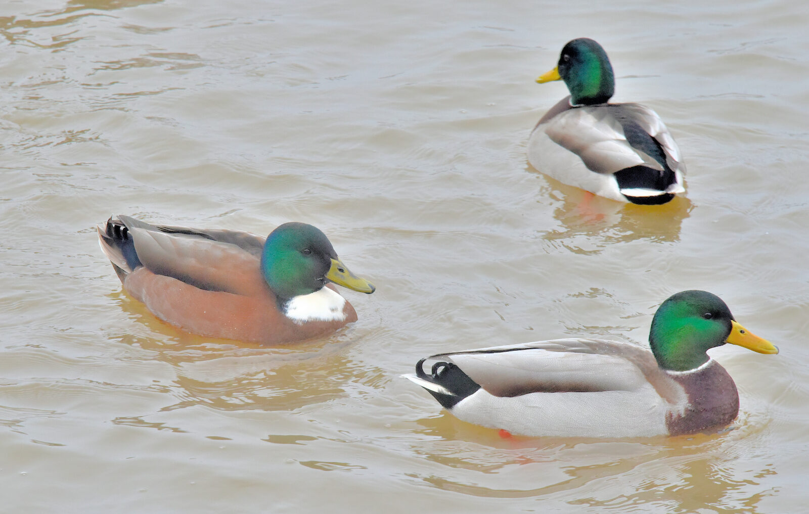 Valokuvaaja: Reijo Juurinen Valokuvaaja: Reijo Juurinen