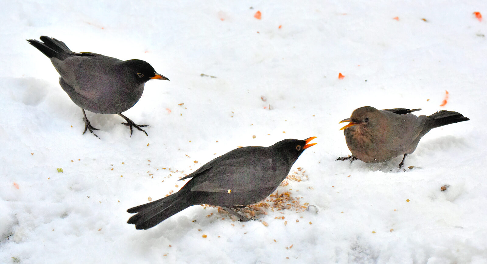 Valokuvaaja: Reijo Juurinen