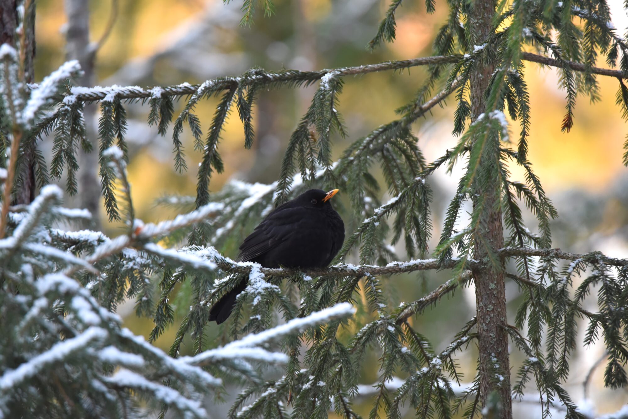 Valokuvaaja: Maarit Siitonen