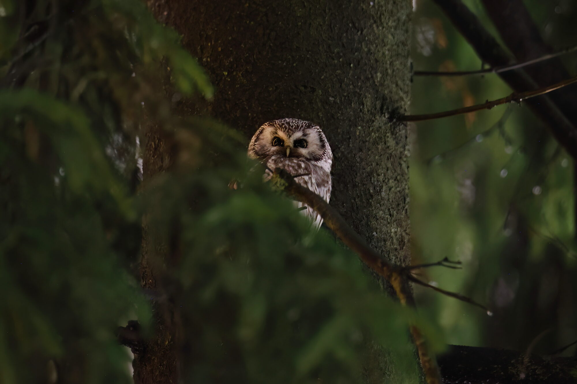 Valokuvaaja: Janne Salomeri