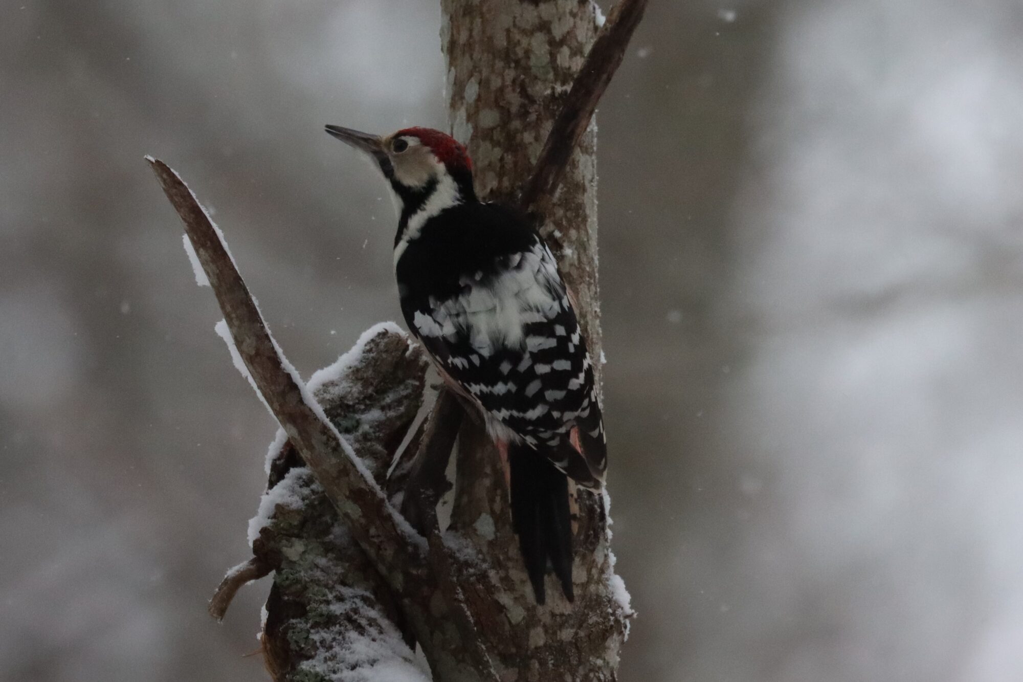 Valokuvaaja: Susanna Hannula