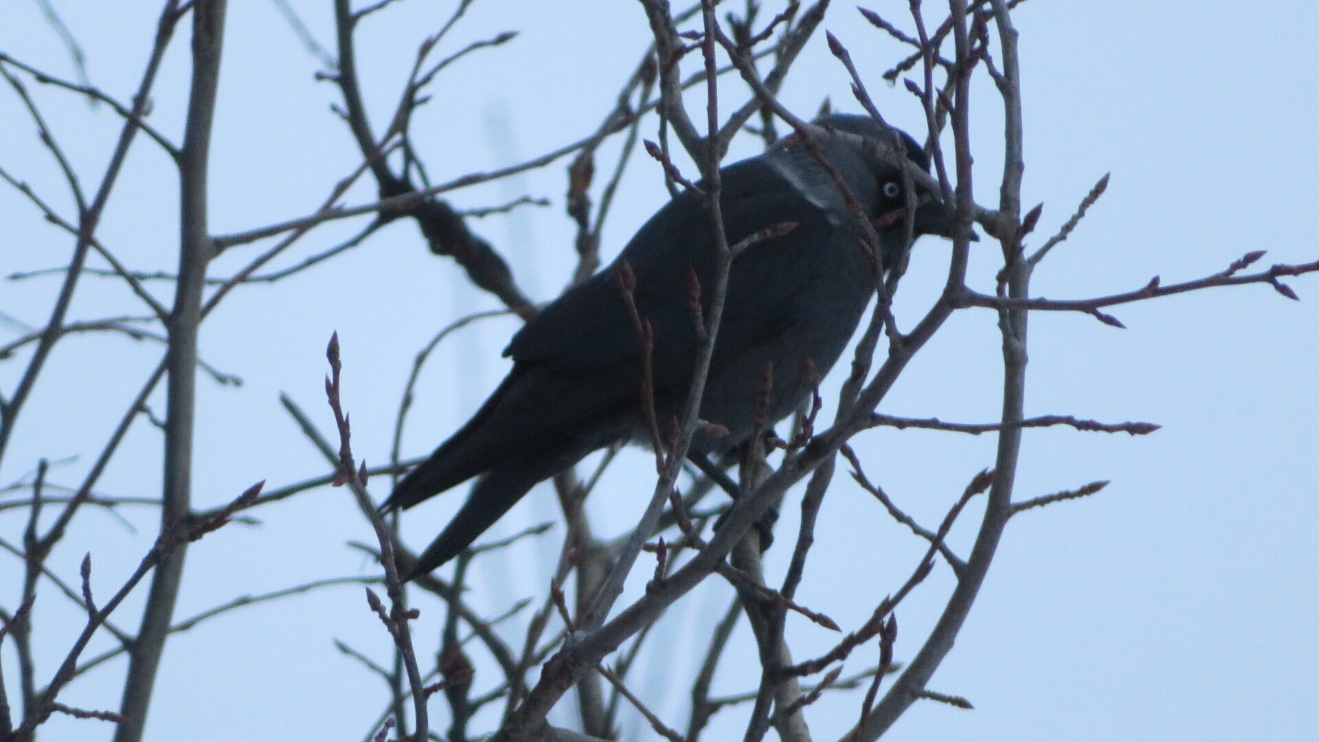 Valokuvaaja: Risto Kangassalo