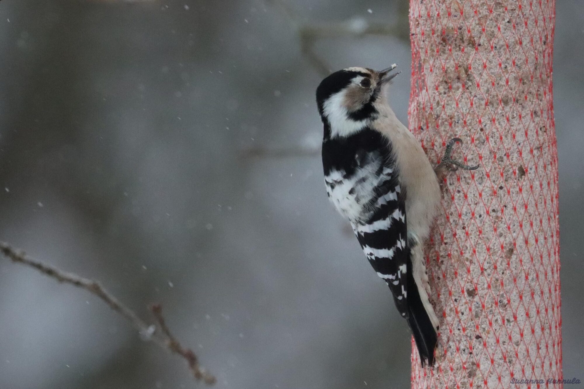 Valokuvaaja: Susanna Hannula