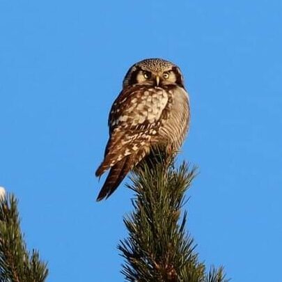 Valokuvaaja: Susanna Hannula