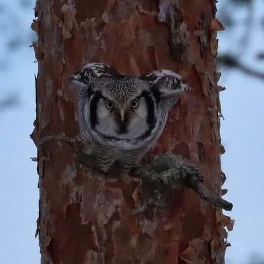 Valokuvaaja: Susanna Hannula