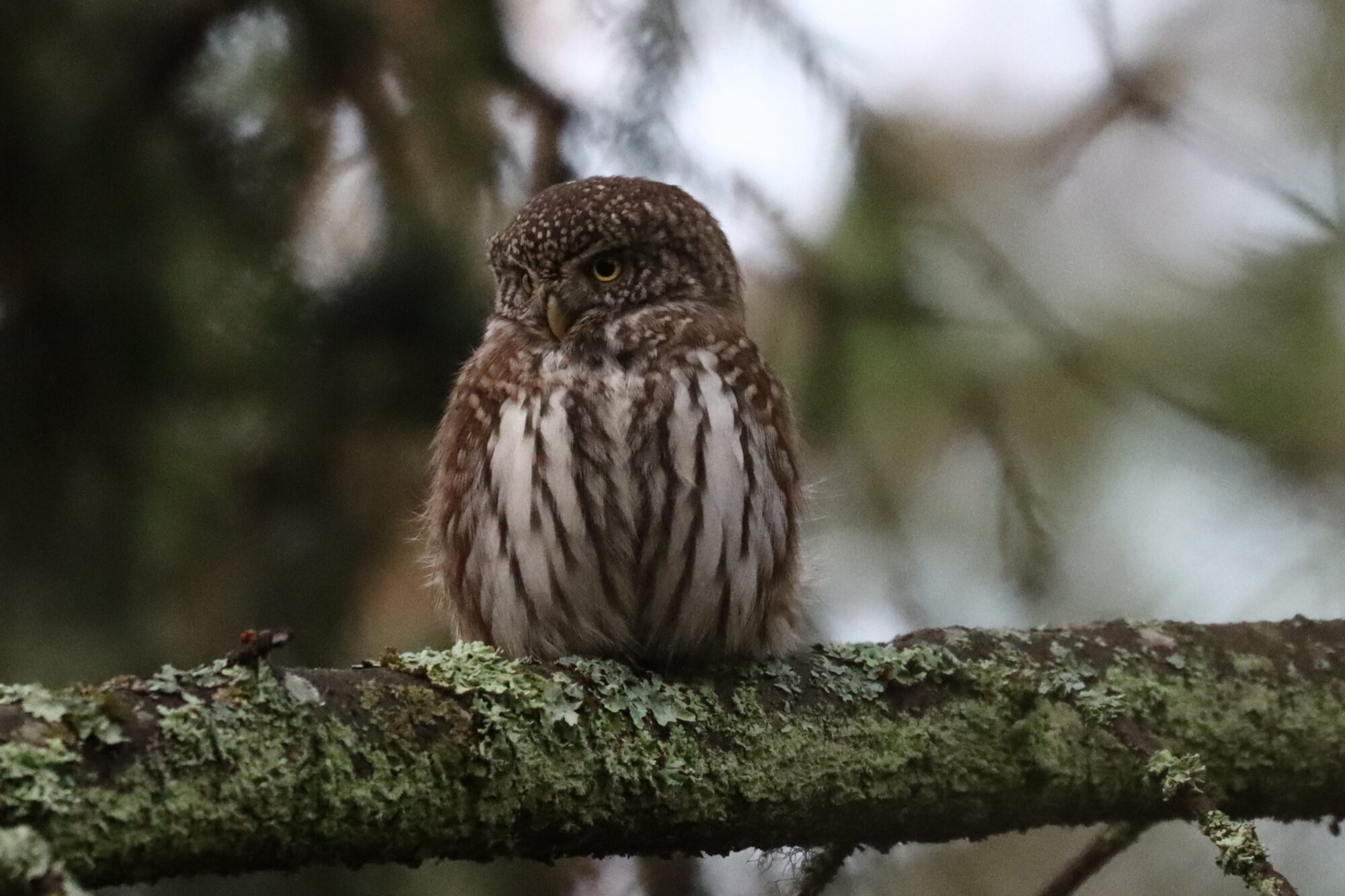 Valokuvaaja: Susanna Hannula