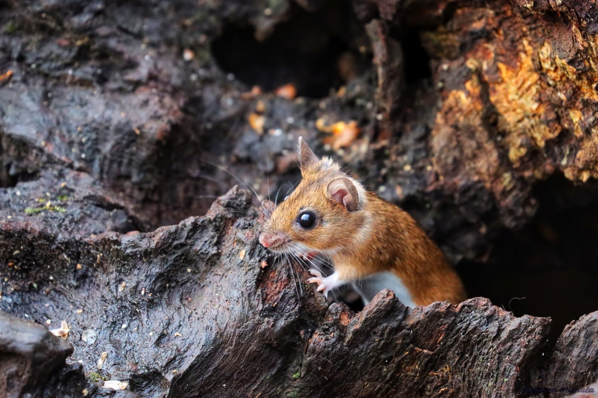 Valokuvaaja: Susanna Hannula