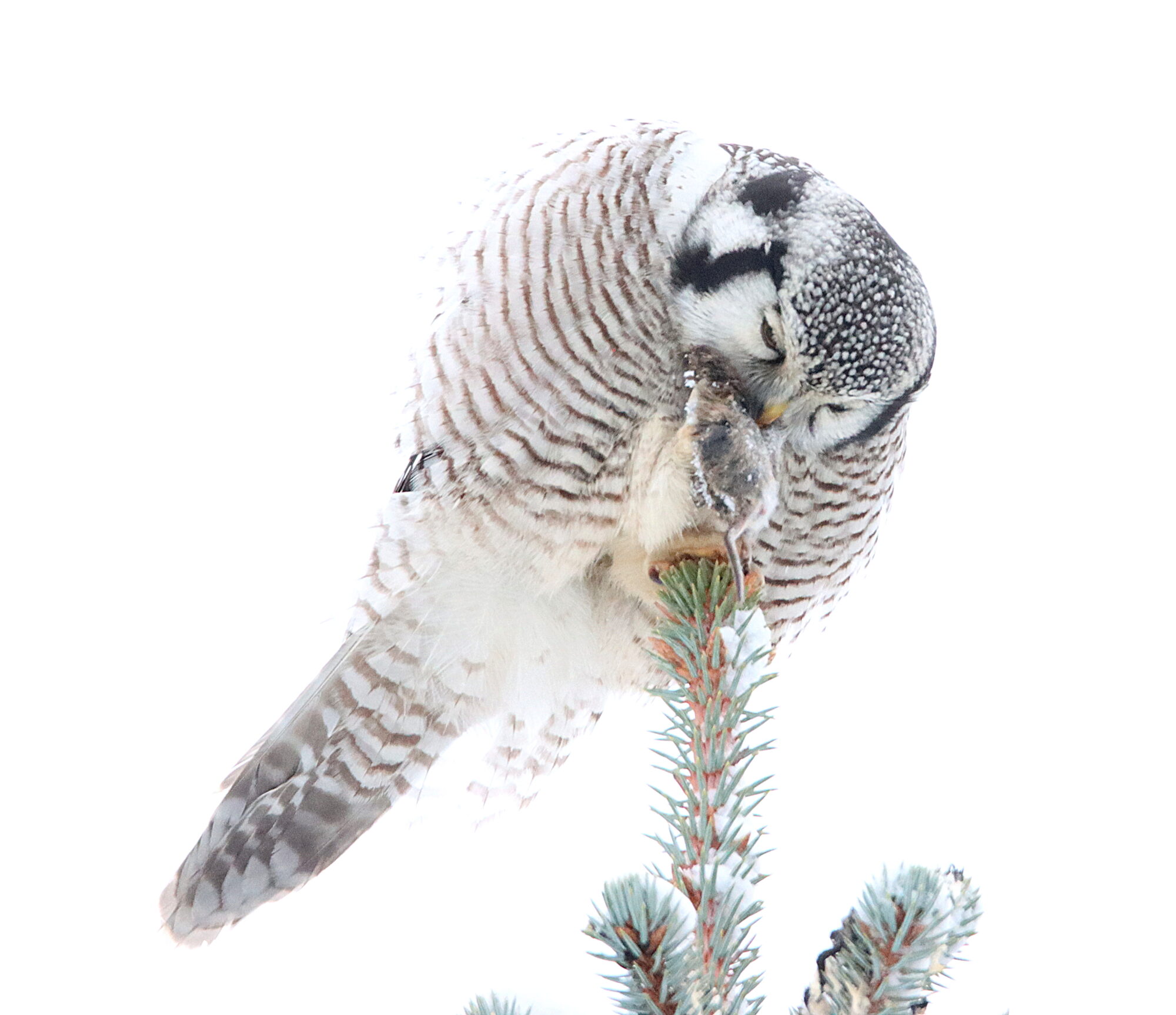 Valokuvaaja: Irja Lehtinen