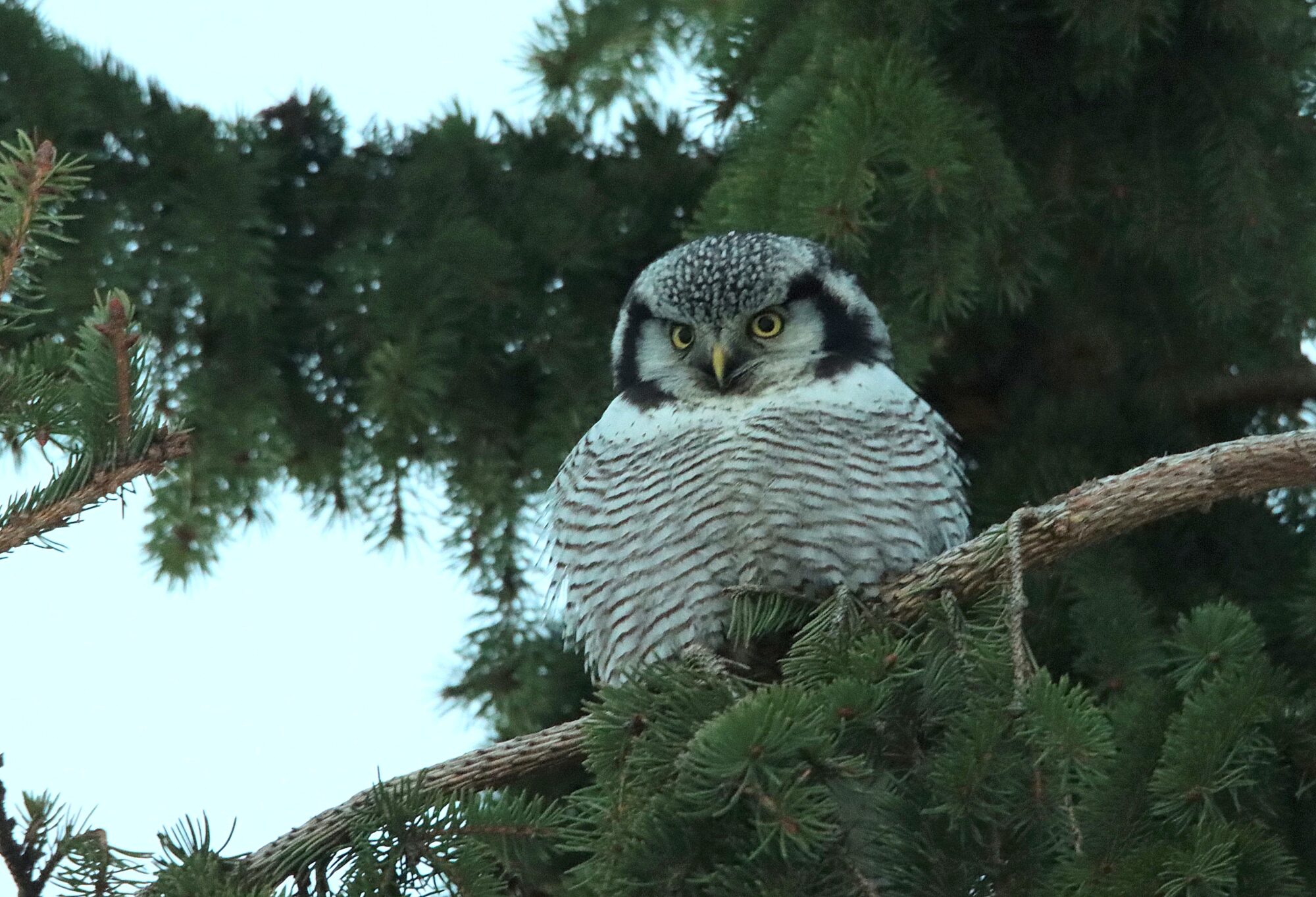 Valokuvaaja: Irja Lehtinen