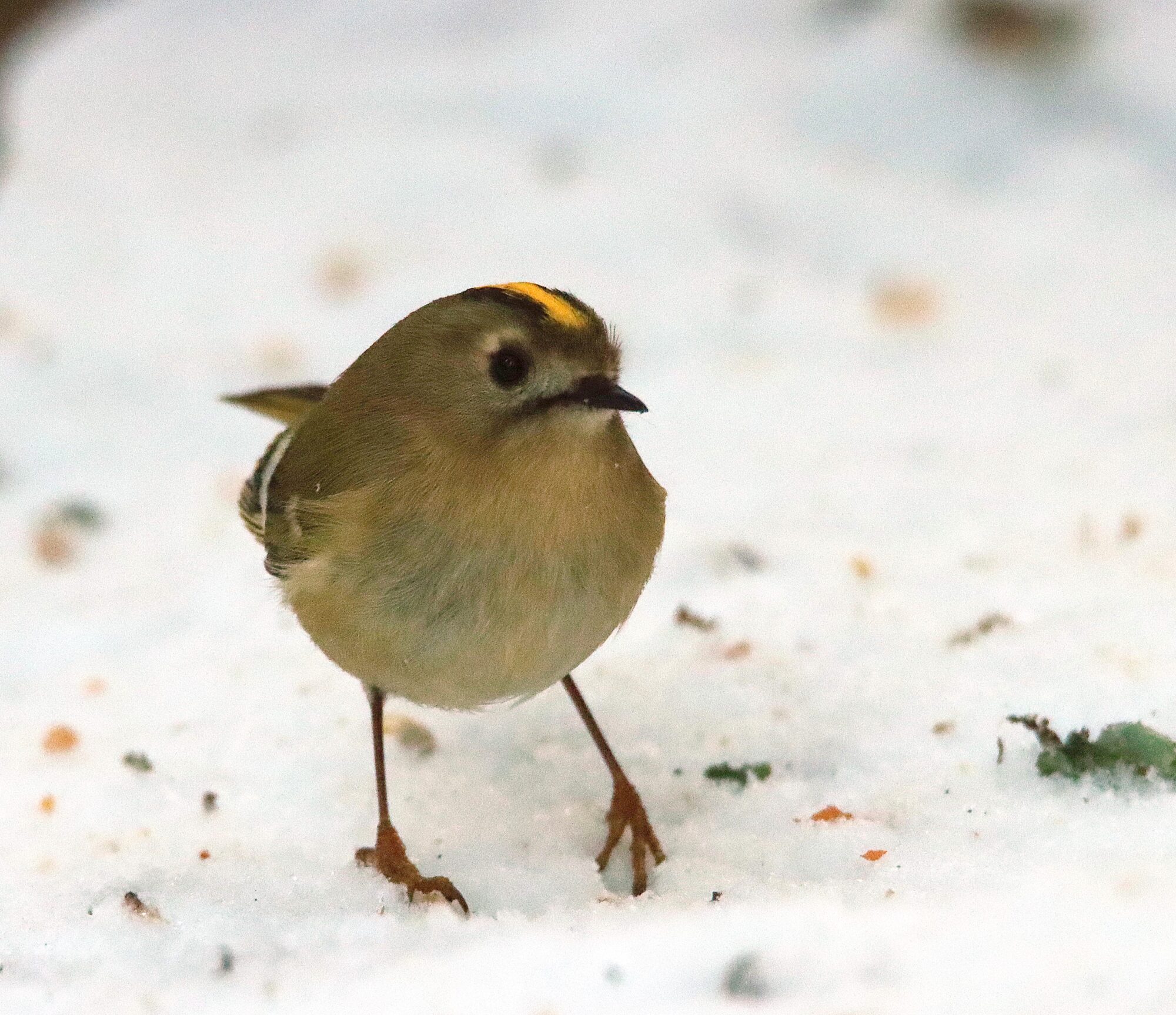Valokuvaaja: Irja Lehtinen