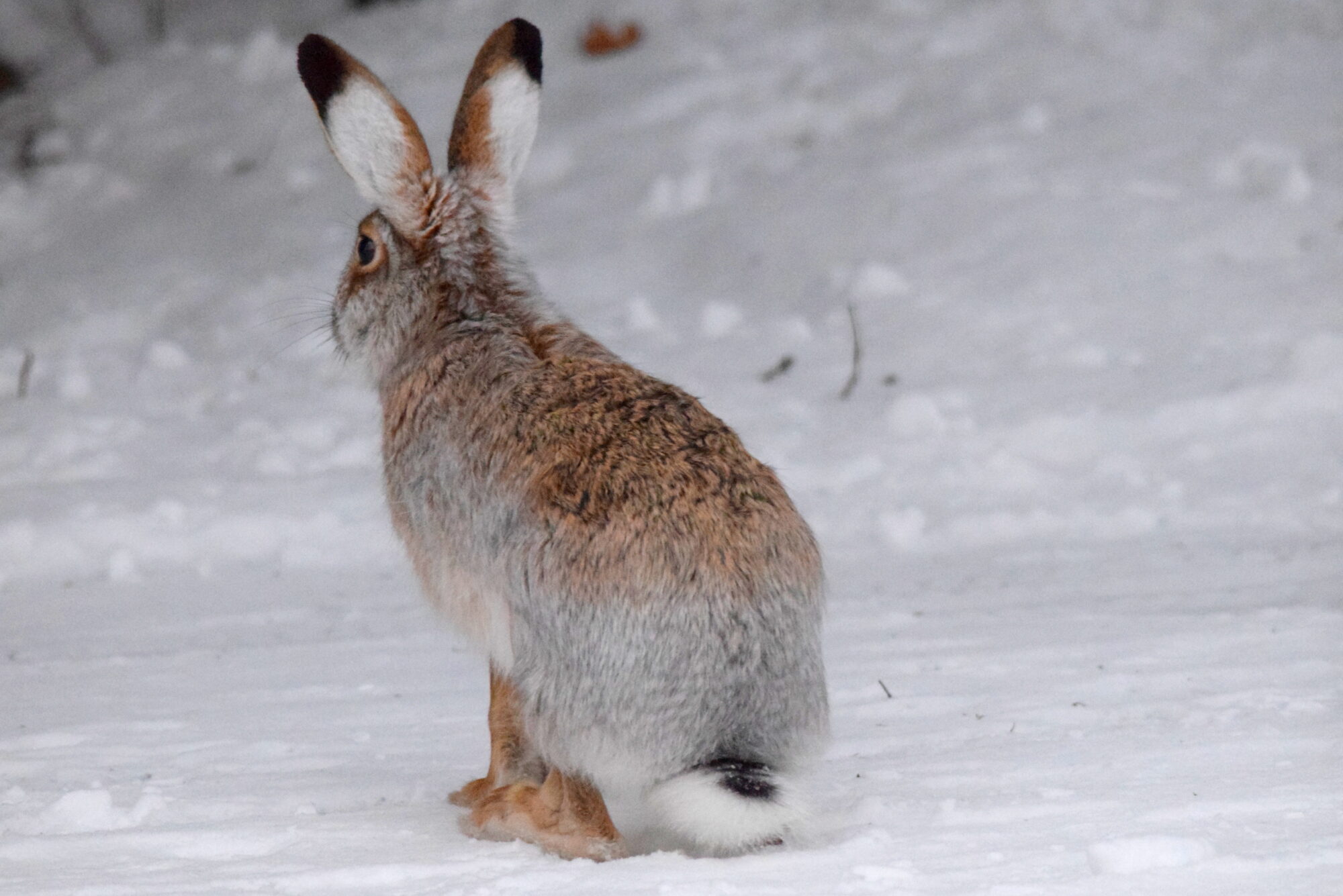 Valokuvaaja: Kaarlo Asikainen