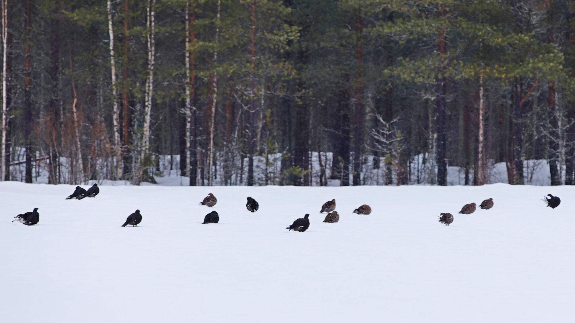 Valokuvaaja: TOMMI KUJALA