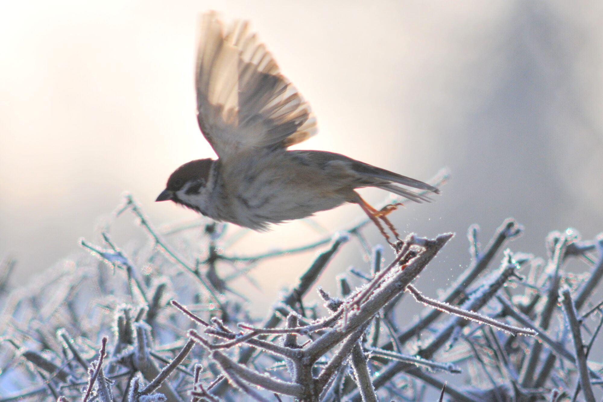 Valokuvaaja: Kaarlo Asikainen