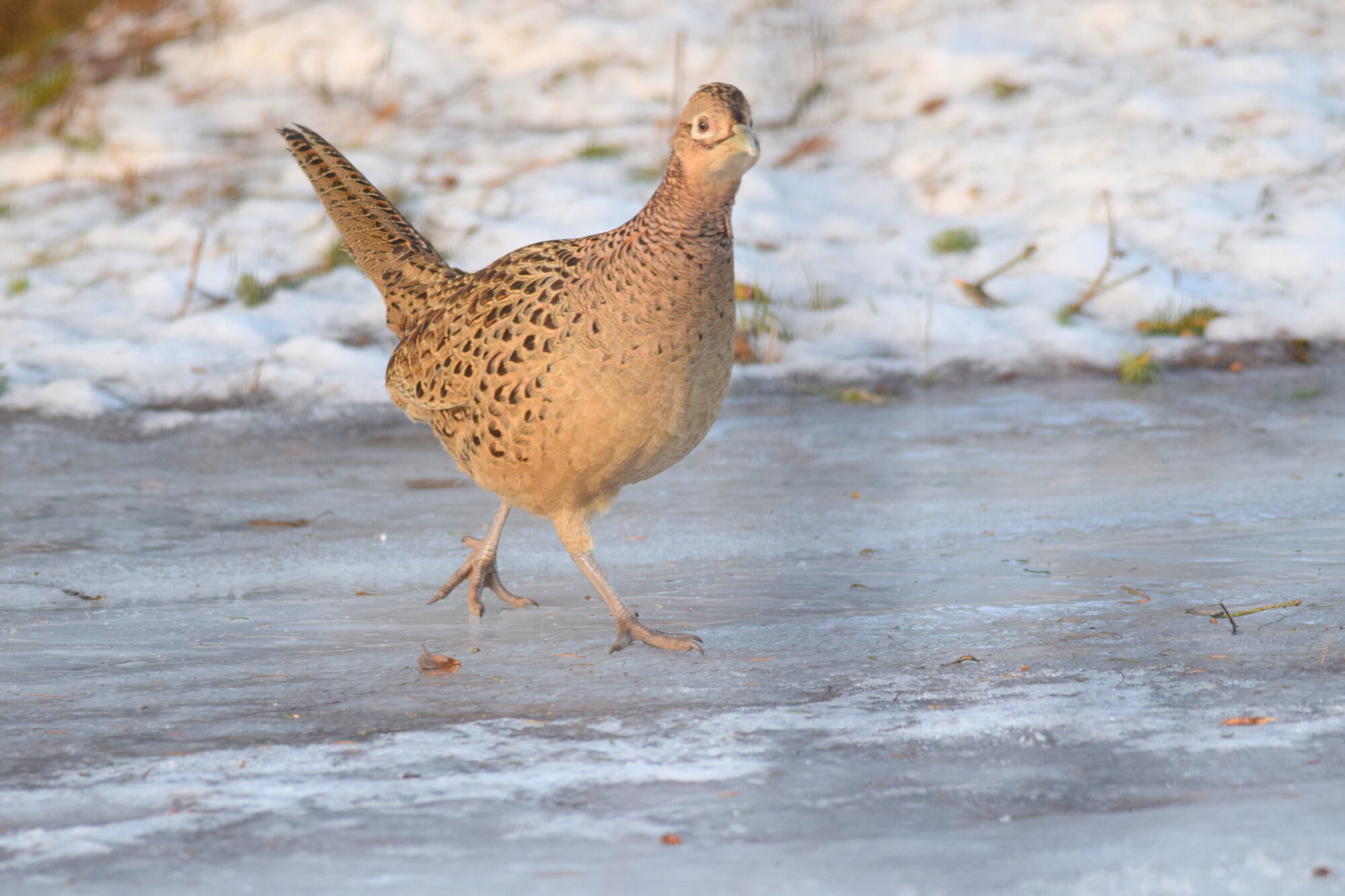 Valokuvaaja: Kaarlo Asikainen