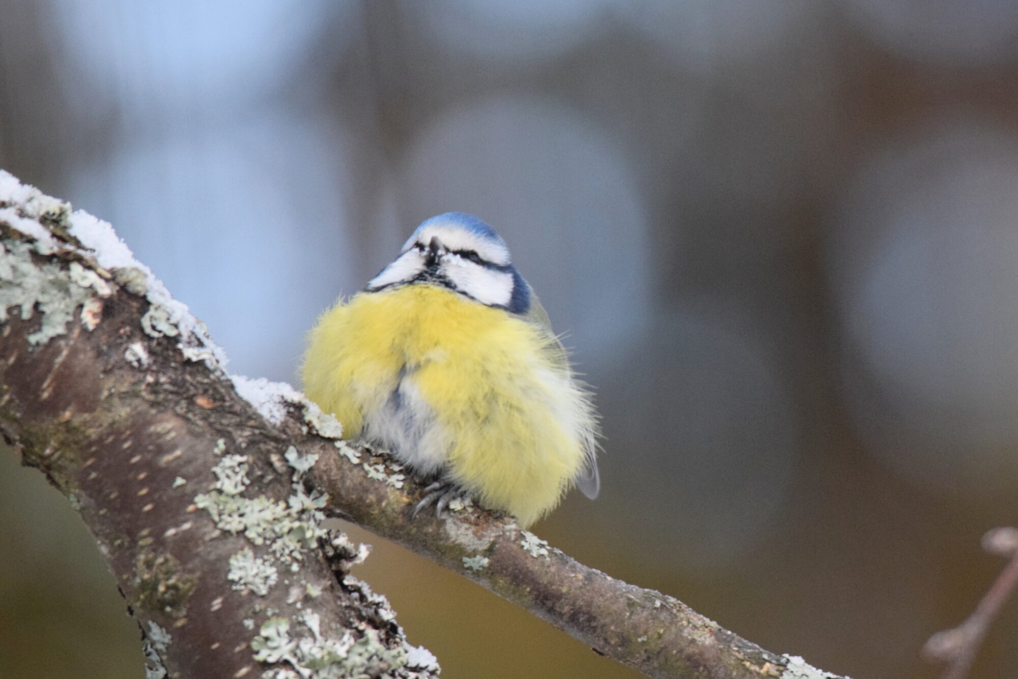 Valokuvaaja: Kaarlo Asikainen