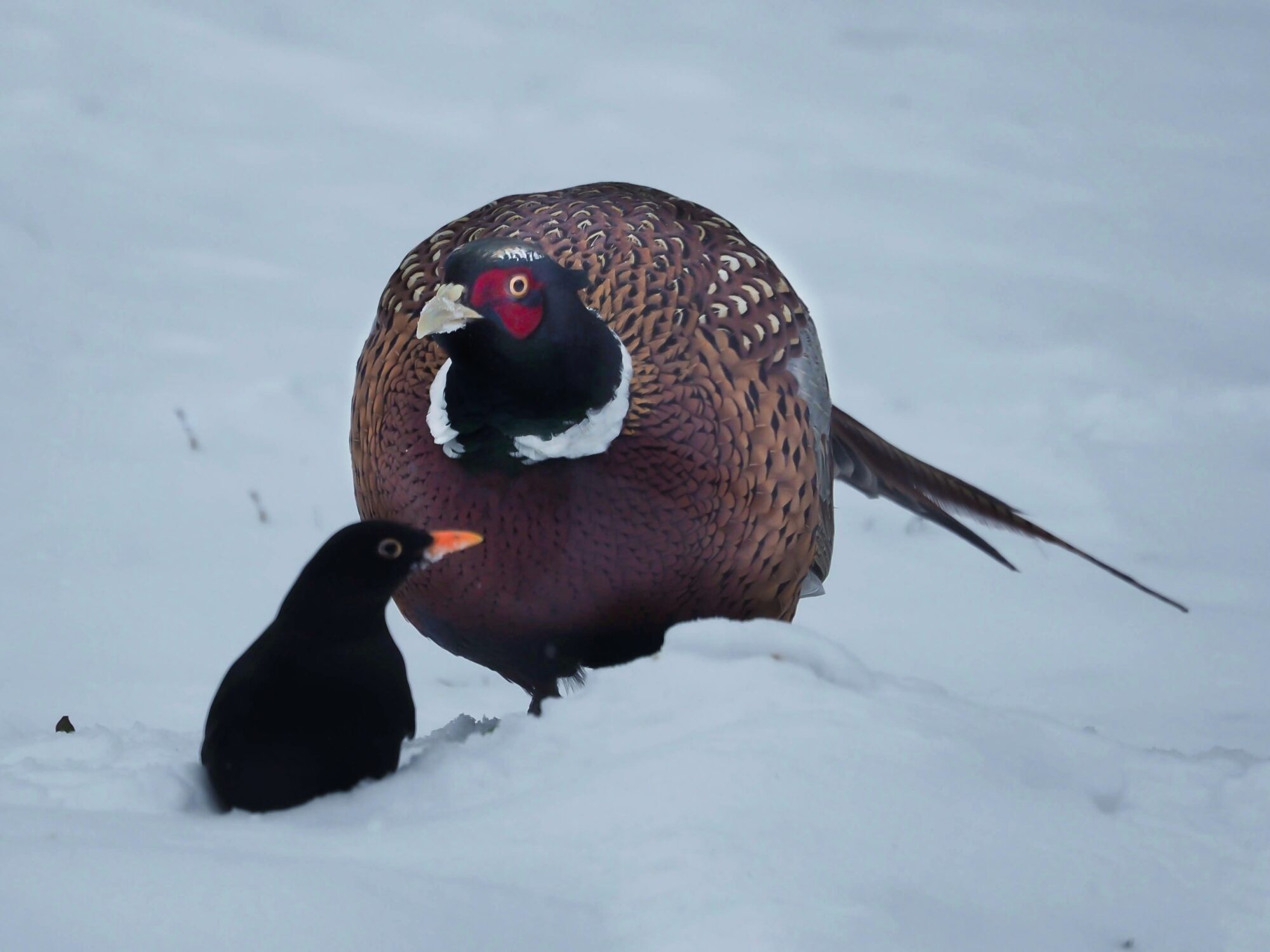 Valokuvaaja: Aki Jalava