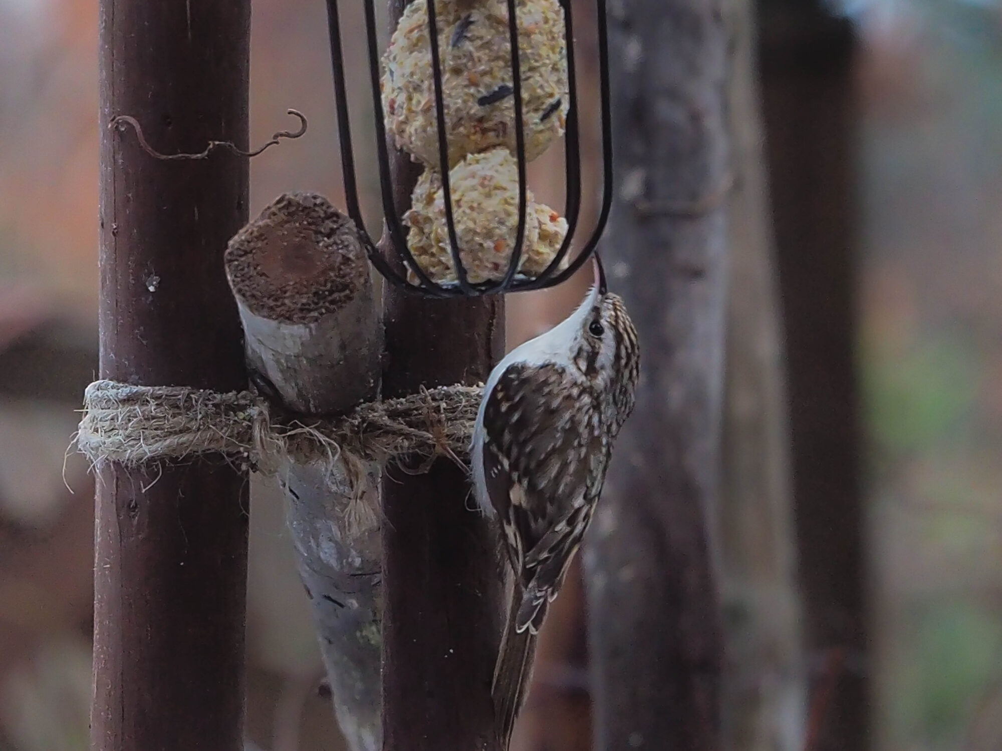 Valokuvaaja: Aki Jalava