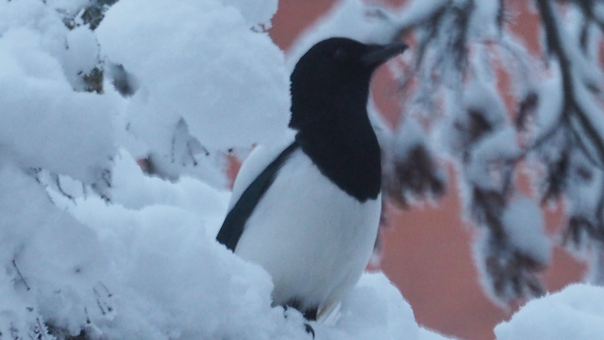 Valokuvaaja: Martti Valtonen