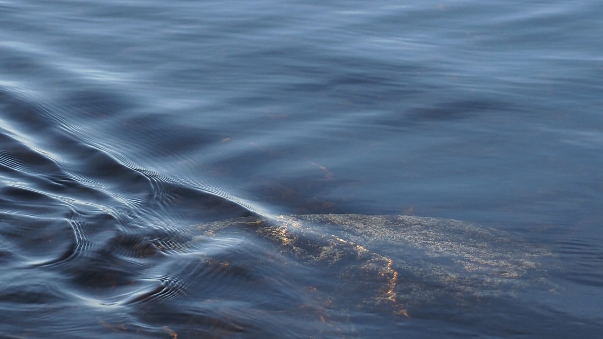 Valokuvaaja: Arja Valtonen