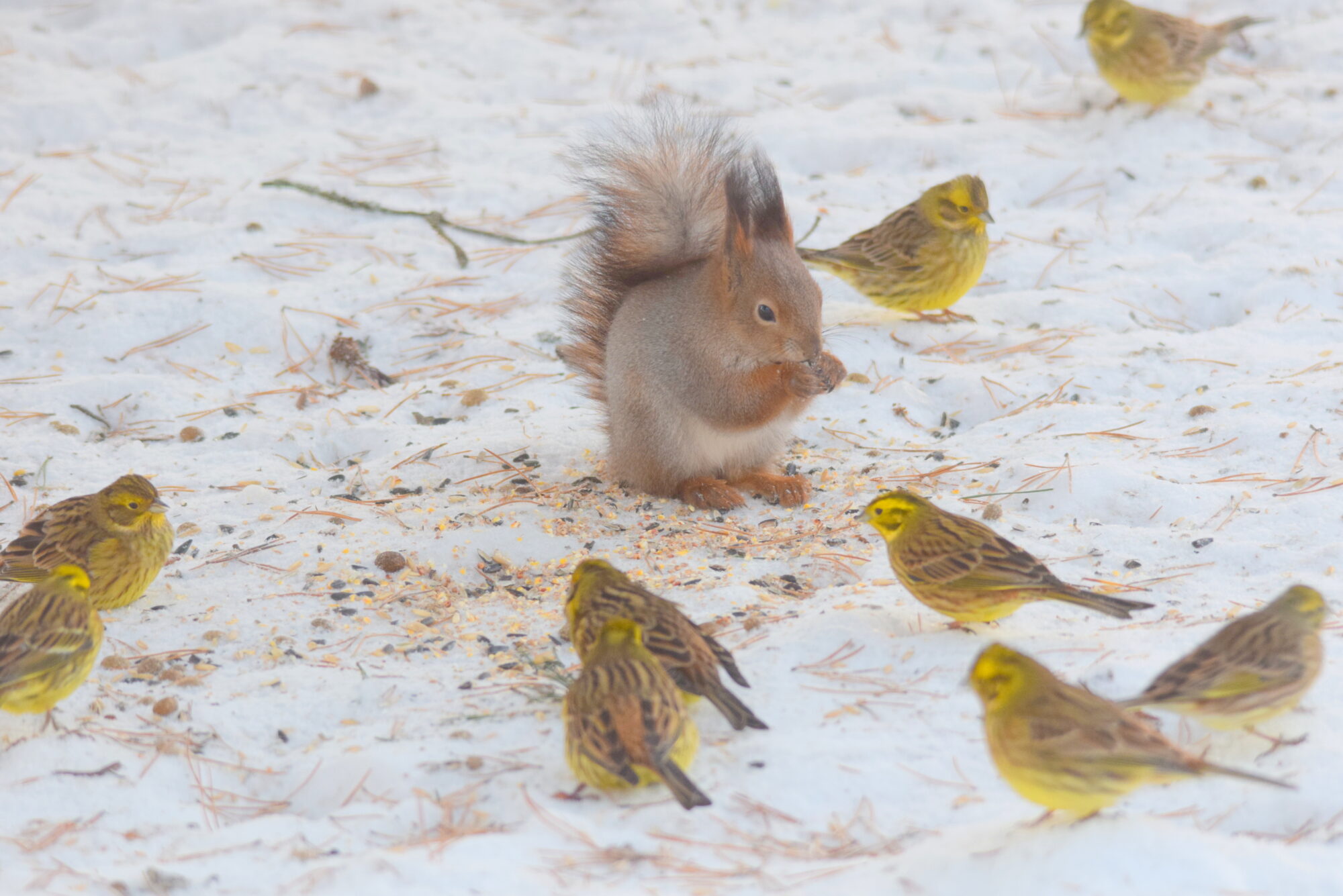 Valokuvaaja: Kaarlo Asikainen