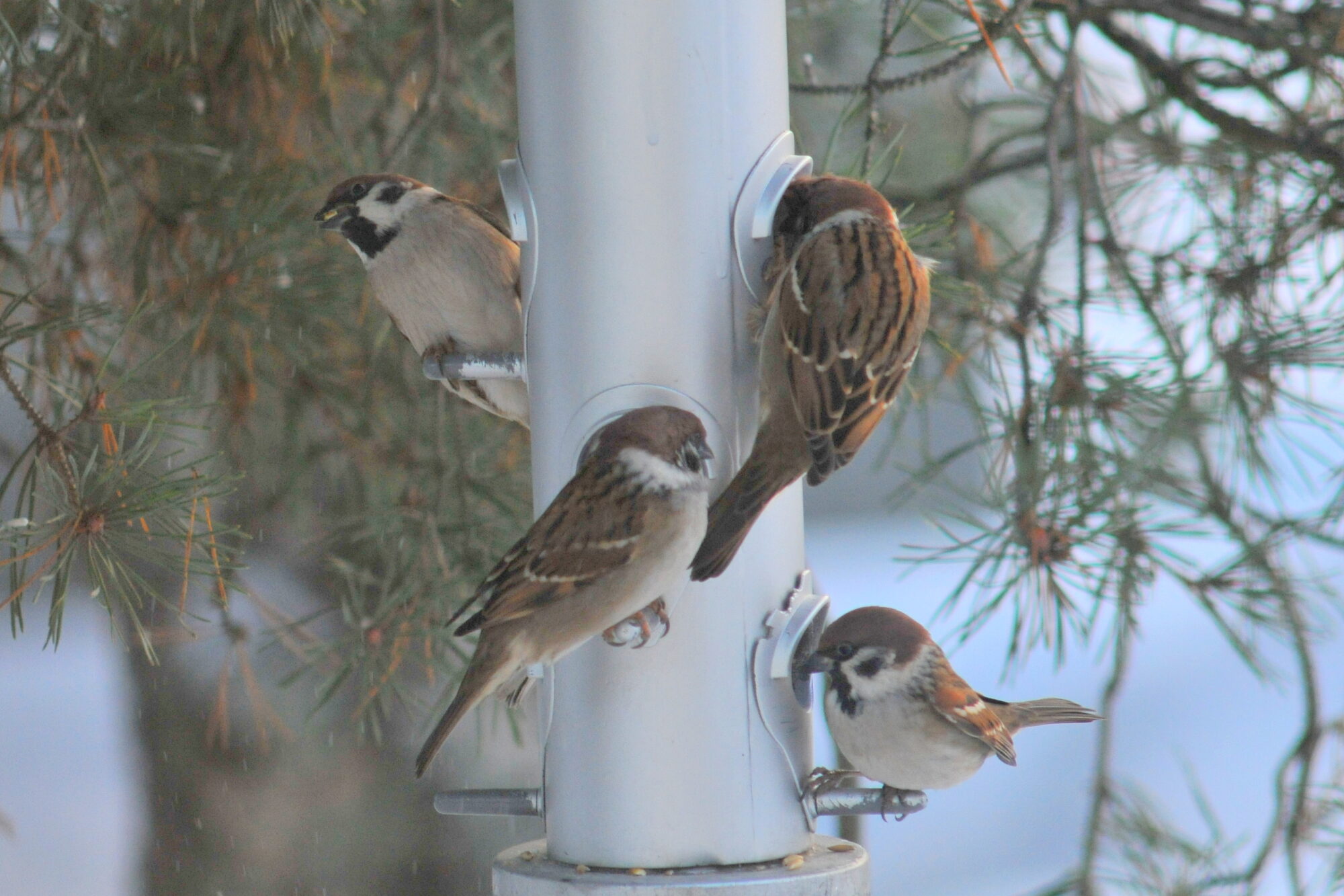 Valokuvaaja: Kaarlo Asikainen