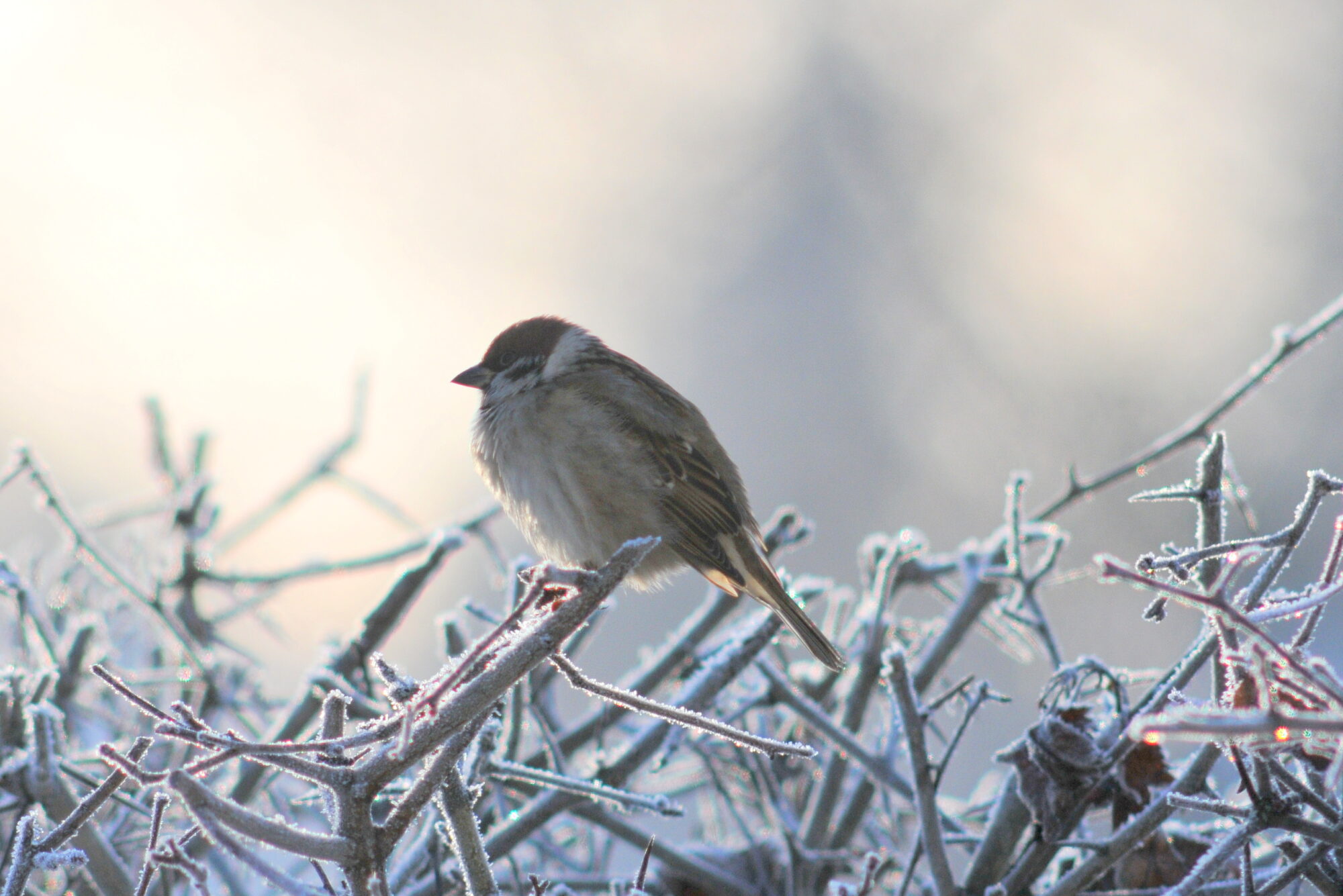 Valokuvaaja: Kaarlo Asikainen