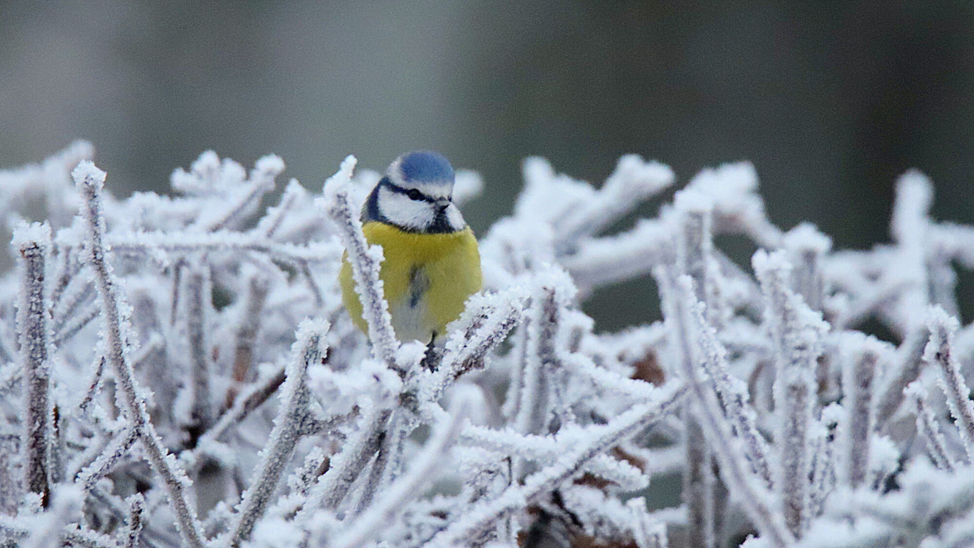 Valokuvaaja: sirpa Jyske