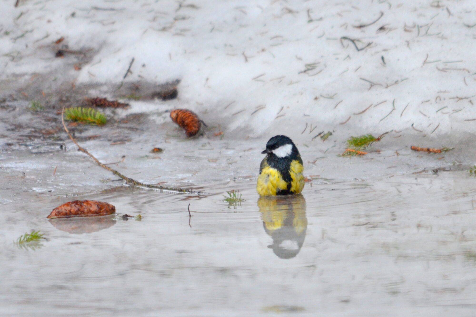Valokuvaaja: Kaarlo Asikainen