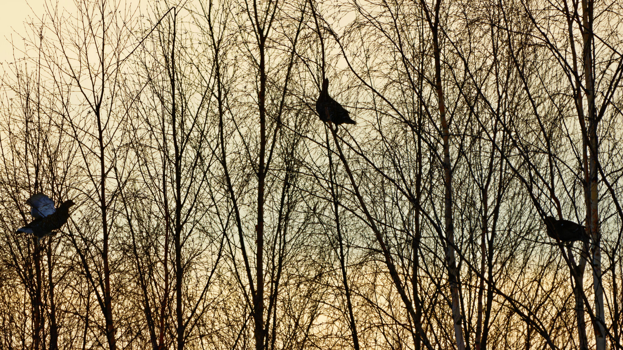 Valokuvaaja: TOMMI KUJALA